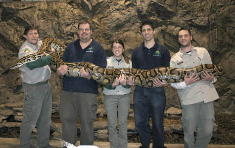 The pythons are popular pets. But many owners have bought small ones and 